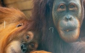 Zoološki vrt u Njemačkoj zatvara "Amazonsku kuću": Razlog - energetska kriza