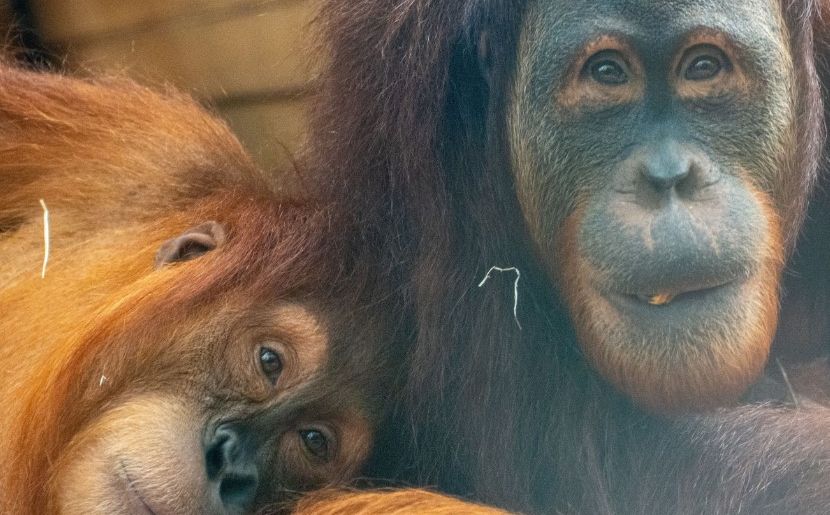 Zoološki vrt u Njemačkoj zatvara "Amazonsku kuću": Razlog - energetska kriza