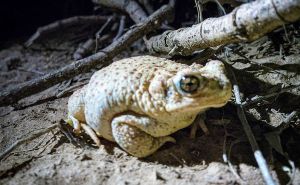 Vodstvo nacionalnih parkova upozorilo posjetitelje: Molimo vas, suzdržite se od lizanja žaba!