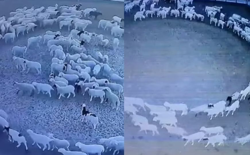 Snimljeno čudno ponašanje ovaca na kineskoj farmi: Niko ne zna zašto ovo rade već 12 dana