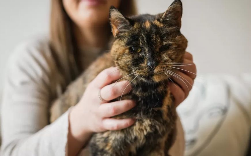 Slatkica ne čuje, ali i dalje se voli igrati: Ovo je Flossie - službeno najstarija mačka na svijetu