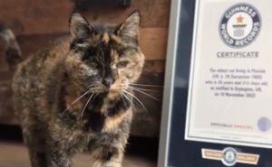Oboren novi svjetski rekord: Ovo je najstarija živuća mačka na svijetu