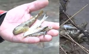 "Ni ispod kamena ništa nije živo": Veliki pomor ribe u 2 bh. rijeke, niko još ne zna šta je uzrok