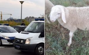 Bizarna nesreća u komšiluku: Jedni bježali sa ukradenim jagnjetom, drugi krenuli u potjeru