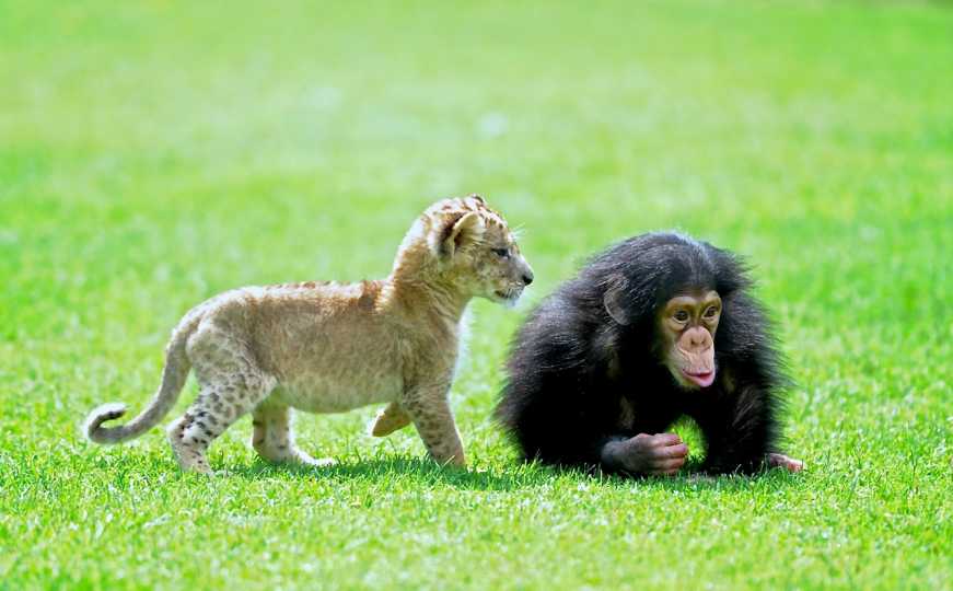 U ZOO vrtu na Paliću leopard usmrtio ženku a zmija majmuna