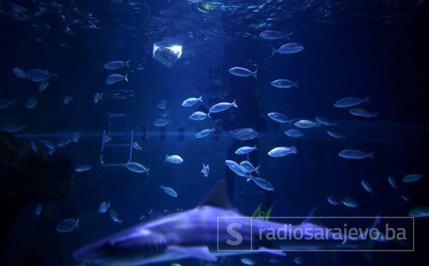 Eksplodirao ogromni akvarij u berlinskom hotelu