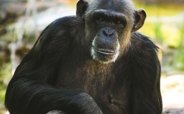 Iz Zoološkog vrta u Švedskoj pobjegle čimpanze: Ubijene su četiri, među njima i ona poznata