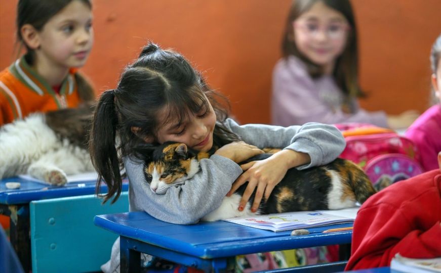 Turska: Škola u Izmiru postala dom za napuštene mačke