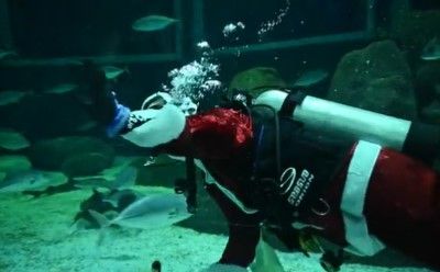 Samo u Brazilu: "Ronilac" Djed Mraz hranio ajkule u akvarijumu