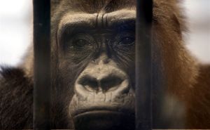 "Najtužniji" gorila na svijetu i ove će praznike provesti usamljen i iza rešetaka