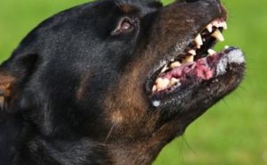 Rotvajler napao i izgrizao djecu: Inspekcija naredila eutanaziju psa, vlasniku krivična prijava