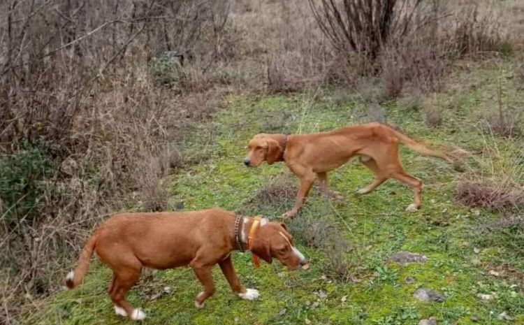 Uspješna akcija kod Stoca: Gorska služba spasavanja spasila pse s litice