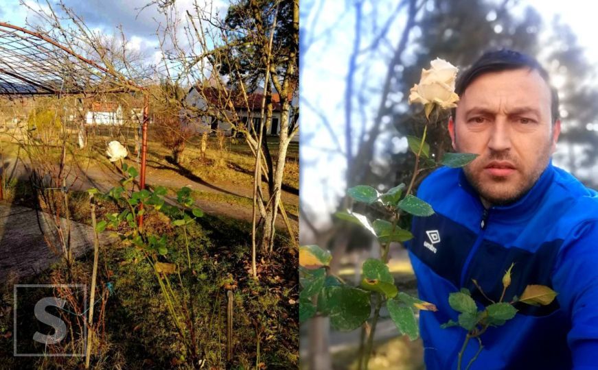 Više nego neobičan prizor za kraj decembra: U Bugojnu procvjetala ruža