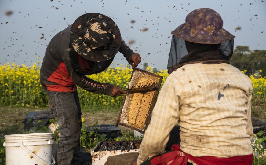 Pčele uživaju na polju gorušice u Indiji