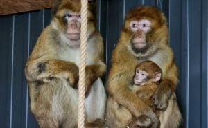 Životinje su na sigurnom: Majmun sa mladunčetom pronađen i i vraćen u zoo vrt kod Prijedora