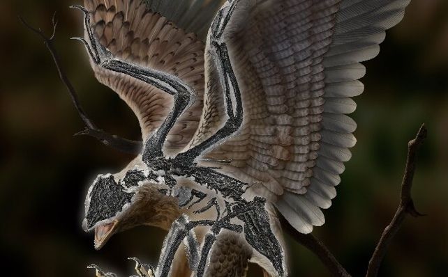 Naučnici otkrili bizaran fosil drevnog bića - hibrid između dinosaura i ptice?