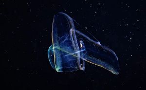 Pogledajte video: Ovo čudno biće živi u cijelom Jadranu, a može narasti do jedan metar