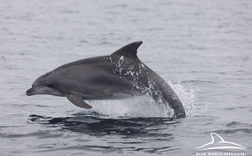 Magični prizori: Pogledajte dobre delfine snimljene u Jadranskom moru