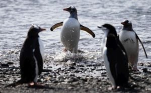 Naučnici pingvinima napravili test s ogledalom, sada se postavljaju mnoga pitanja