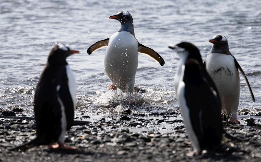 Naučnici pingvinima napravili test s ogledalom, sada se postavljaju mnoga pitanja