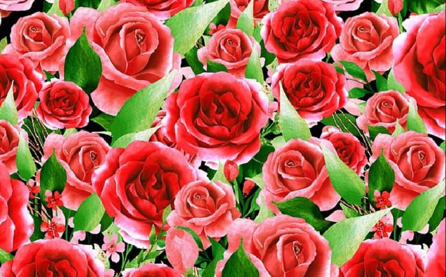 Možete li u roku od tri minute pronaći pet srca u laticama ruže?