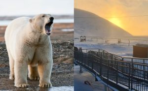 Horor na Aljasci: Polarni medvjed ubio majku (24) i njenu bebu (1)
