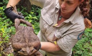 Divovska žaba pronađena u Australiji: Možda je najveća na svijetu