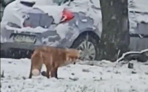 Neobičan video: Lisica šeta ulicama Banje Luke