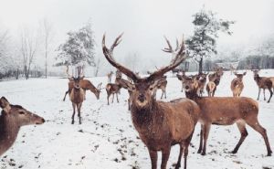 Zimska bajka u Hrvatskoj: Snježni pokrivač prekrio Dolinu jelena