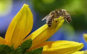 Naša stranka: U Budžetu FBiH osigurano 300.000 KM za spas pčela