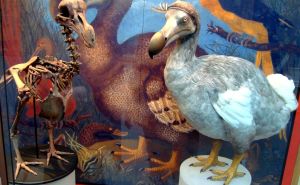 Biotehnološka kompanija vrijedna milijarde dolara planira oživjeti izumrlu pticu dodo