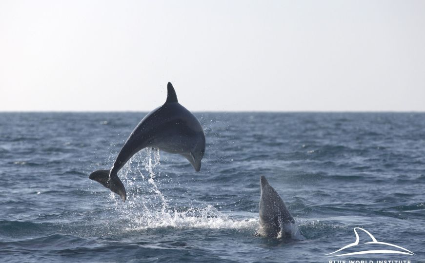 Prelijep prizor na Jadranu: Zimska igra majki i mladunaca delfina