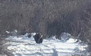 Mještani Gornjeg Vakufa u panici: Medvjed prekinuo zimski san, uslikan u potrazi sa hranom