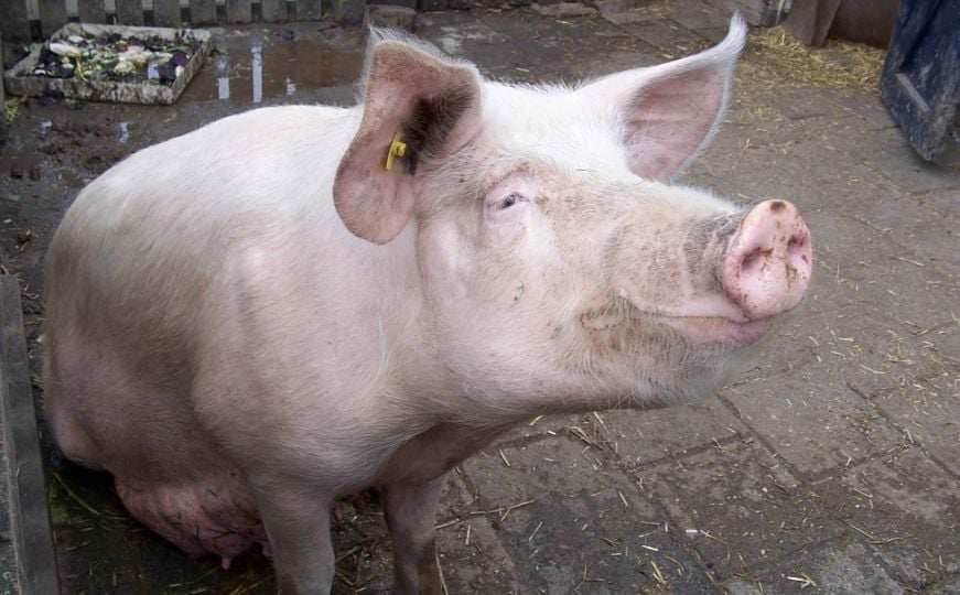 Bosanska Gradiška: Pokušao ukrasti svinju, pa dobio batine od tri brata