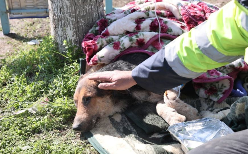 Dirljiv prizor iz Turske: Spašen pas koji je proveo 55 sati pod ruševinama
