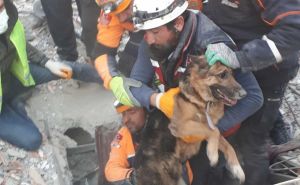 Nevjerovatan prizor iz Turske: Ispod ruševina spašeni pas, dva psića i fazan