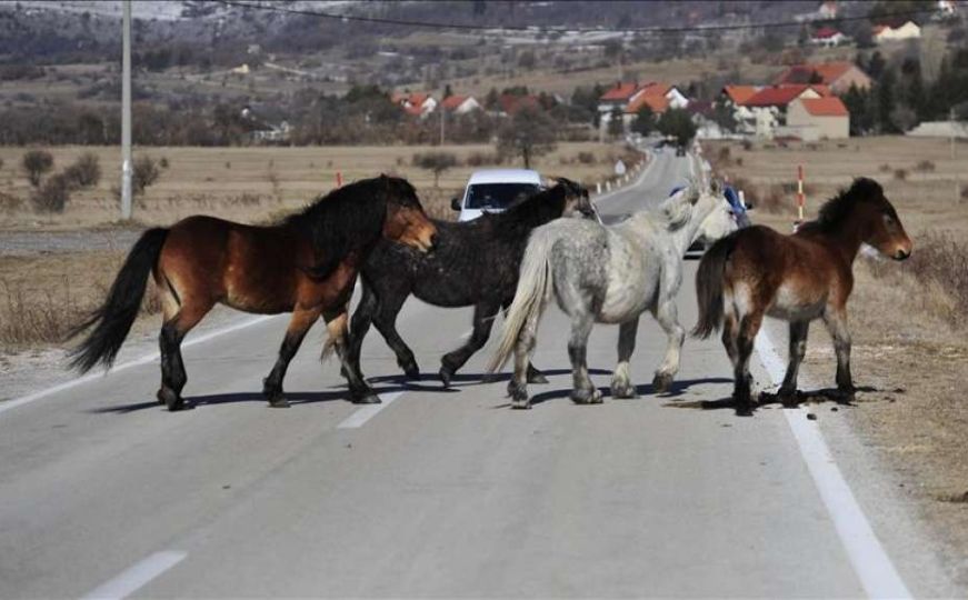 U svega sat dvije saobraćajne nesreće kod Livna: Automobilima udarili u konje