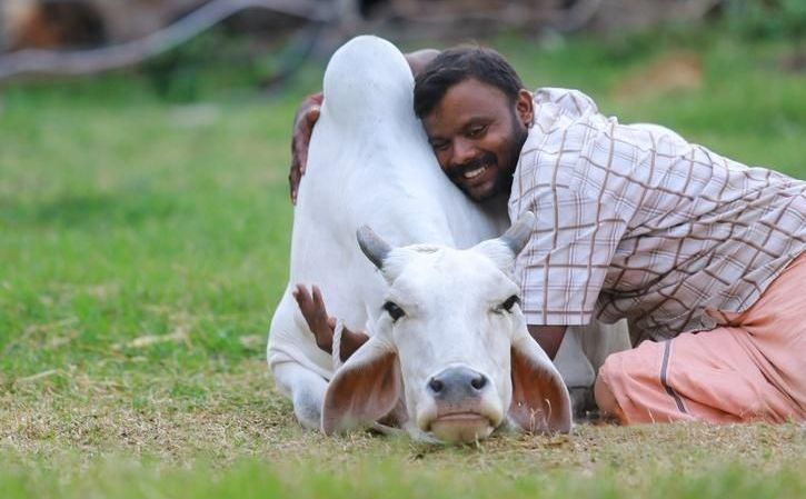 Vlada u Indiji građanima: "Zaboravite na Valentinovo, 14. februar je od sada Dan grljenja krava"