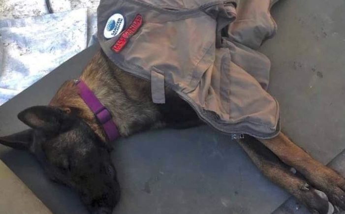 U Turskoj poginuo Proteo, pas tragač koji je spasio više od 10 ljudi iz ruševina