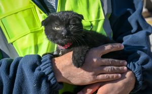 Vratila nadu spasiocima: Mačka spašena iz ruševina nakon 178 sati dobila ime prelijepog značenja