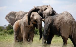 U Šri Lanki plastika za jednokratnu upotrebu od juna zabranjena zbog zaštite slonova