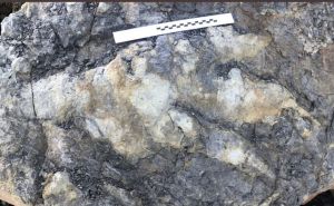 Divovski mesožder: Gotovo metar dugačak otisak stopala dinosaura pronađen na obali Yorkshirea