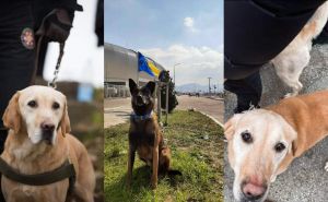 Upoznajte pse iz BiH koji su spašavali ljude u Turskoj: I Šmeki, Ela i Atos su naši heroji!