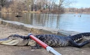 Slučaj u New Yorku: U parku pronađen golemi krokodil