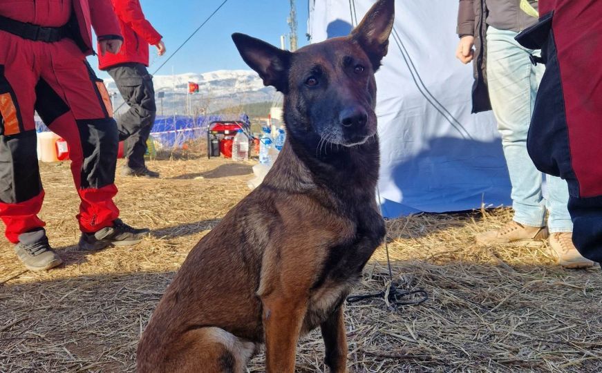 Kako je Tora postala najbolji pas tragač u turskim ruševinama: Evo kako je nanjušila živu djevojčicu