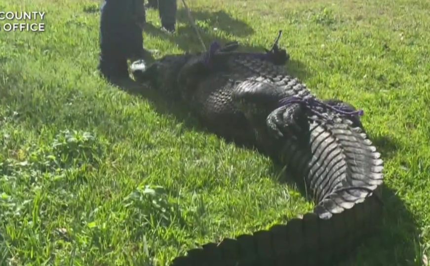 Aligator ubio ženu (85) koja je šetala psa na Floridi