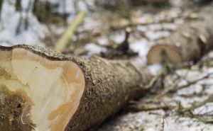 Zaštitimo naše bogatstvo: Još jedan slučaj ilegalne sječe šuma u BiH