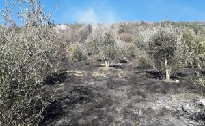 Požar kod Ljubuškog: Vatra progutala veliki maslinjak