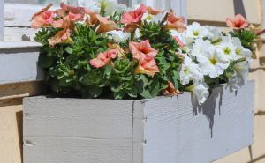 Savršen ukras: Koje cvijeće možemo sada posaditi kako bismo imali predivan balkon na proljeće
