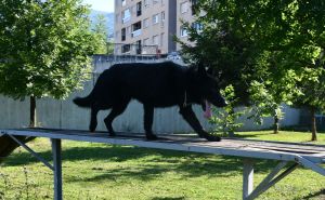 Jeste li znali za Bleka, psa sarajevske policije: Čuvar javnog reda i mira ide u zasluženu "penziju"
